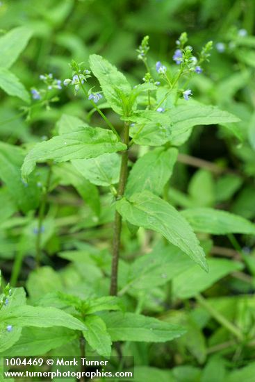 American Speedwell