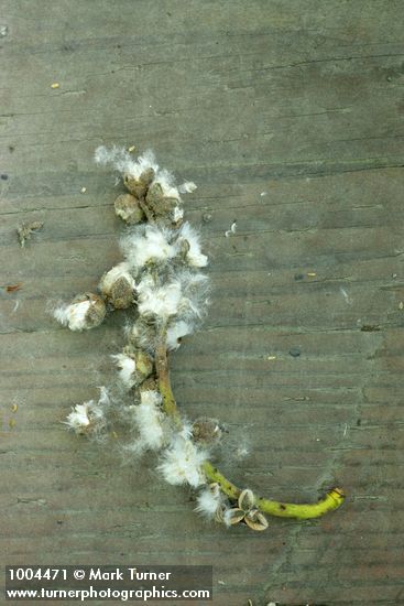 Blackcottonwood seed pods, fallen