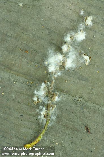 Blackcottonwood seed pods, fallen