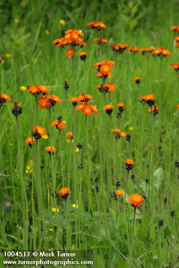 Orange Hawkweed