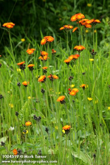 Orange Hawkweed