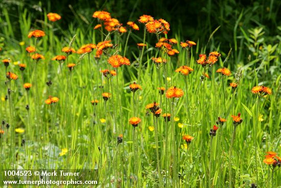 Orange Hawkweed