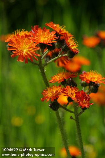 Orange Hawkweed blossoms
