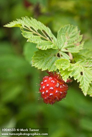 Ripe Salmonberry fruit among foliage