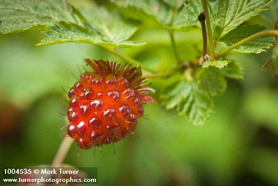 Ripe Salmonberry fruit among foliage