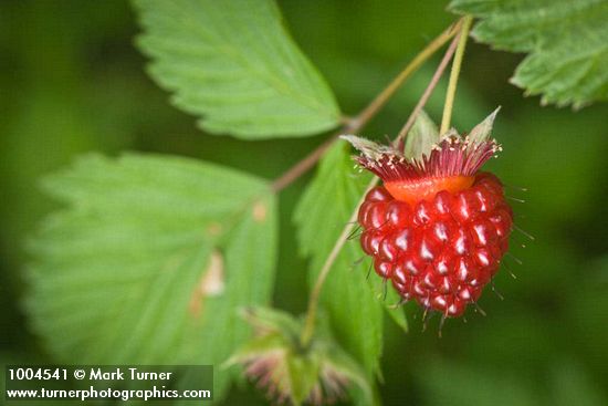 Ripe Salmonberry fruit among foliage