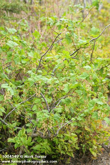 Mapleleaf Currant