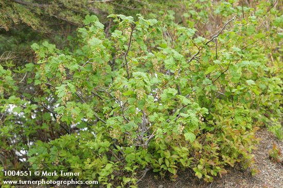 Mapleleaf Currant