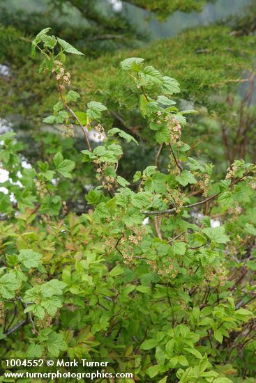 Mapleleaf Currant