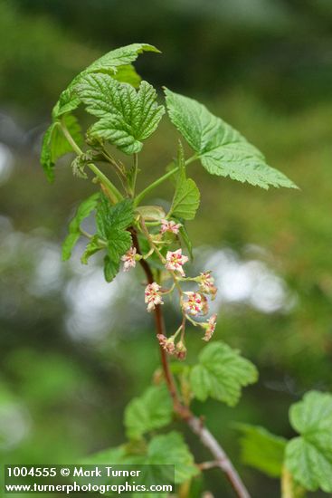 Mapleleaf Currant blossoms & foliage