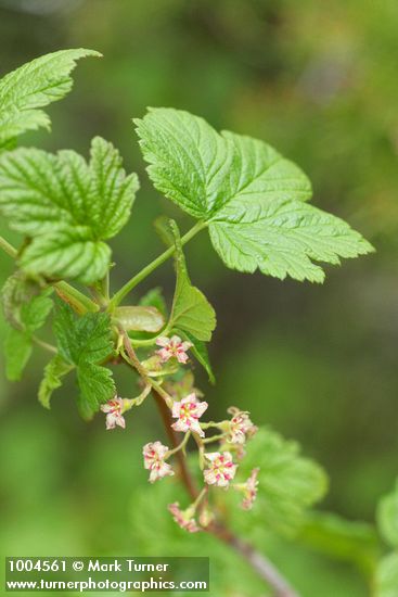 Mapleleaf Currant blossoms & foliage