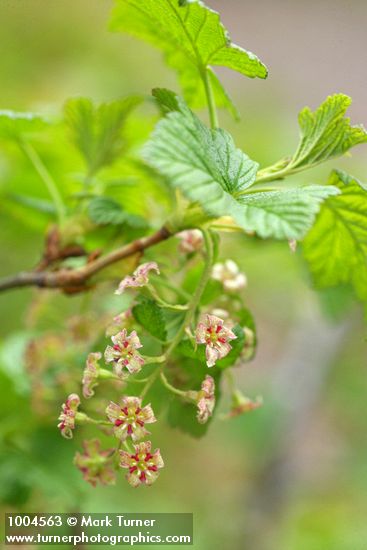 Mapleleaf Currant blossoms & foliage