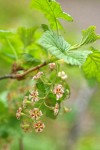 Mapleleaf Currant blossoms & foliage