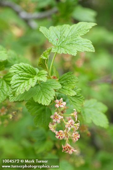 Mapleleaf Currant blossoms & foliage