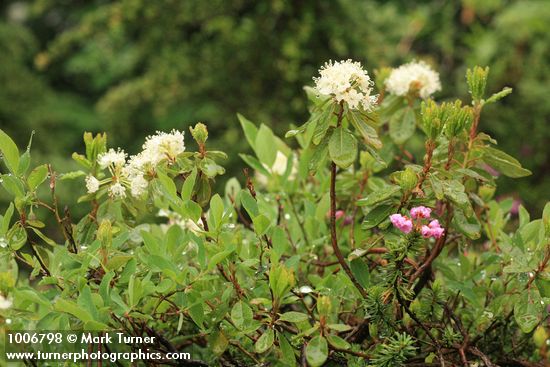Western Labrador Tea