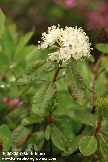 Western Labrador Tea blossoms & foliage