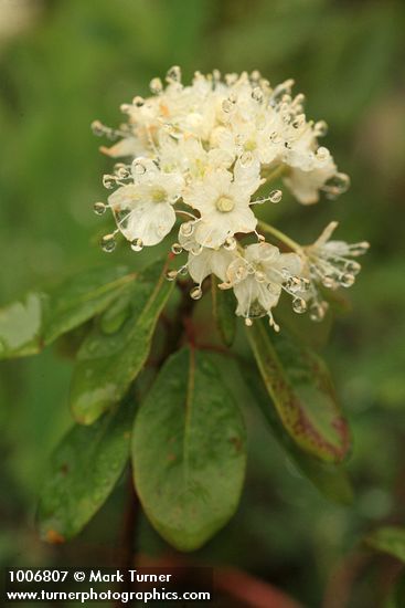 Western Labrador Tea blossoms & foliage detail