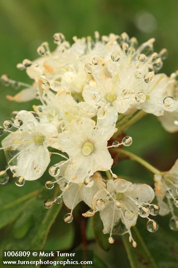 Western Labrador Tea blossoms detail w/ raindrops