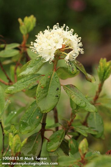 Western Labrador Tea blossoms & foliage
