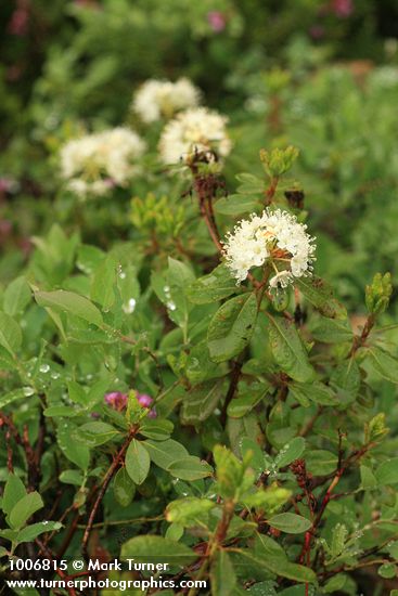 Western Labrador Tea