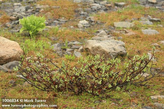 Barclay's Willow among alpine scree & sedges