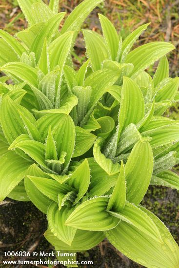 Green Corn Lily foliage w/ raindrops