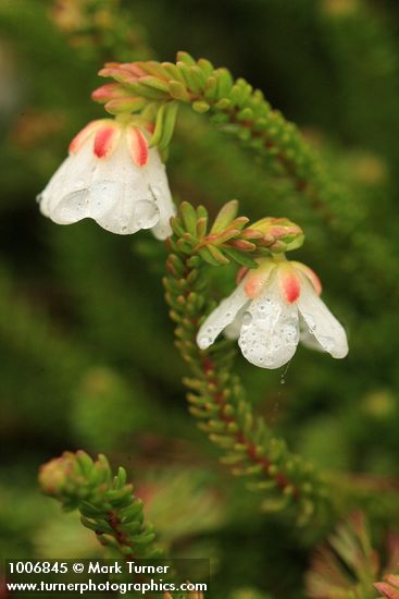 Alaska Bell Heather