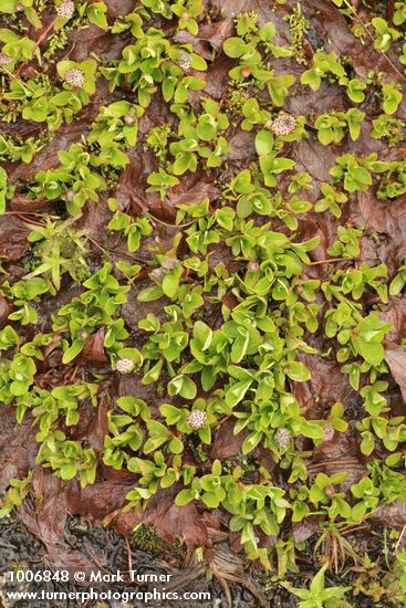 Cascade Willow (female)