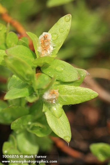 Cascade Willow male ament & foliage