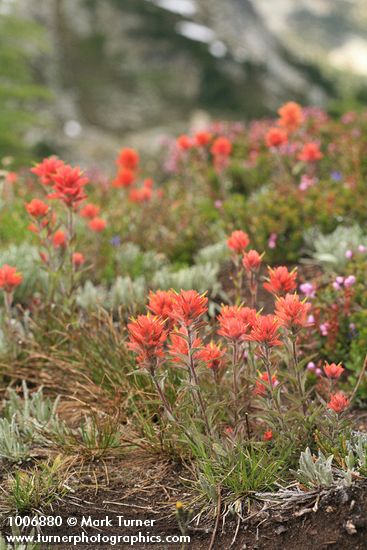Giant Red Paintbrush