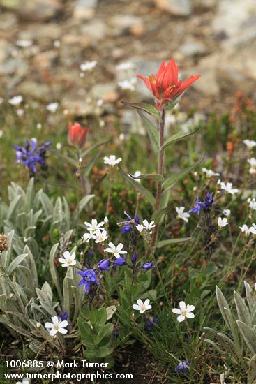 Giant Red Paintbrush w/ Thread-leaved Sandowort & Cusick's Speedwell