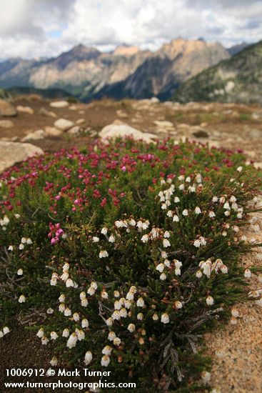 White & Pink Heathers w/ mountain ridge soft bkgnd