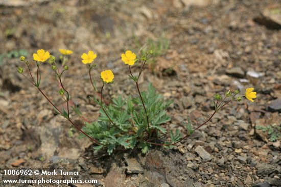 Mountain Meadow Cinquefoil on scree