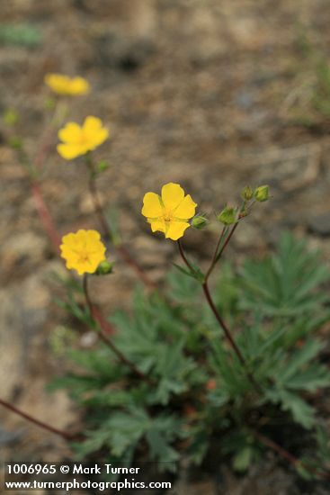 Mountain Meadow Cinquefoil on scree