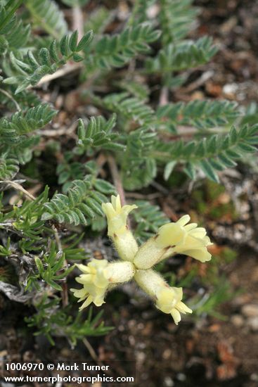 Cusick's Locoweed