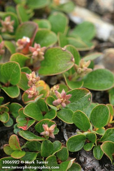 Snow Willow (female) detail