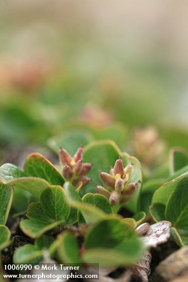 Snow Willow (female) detail