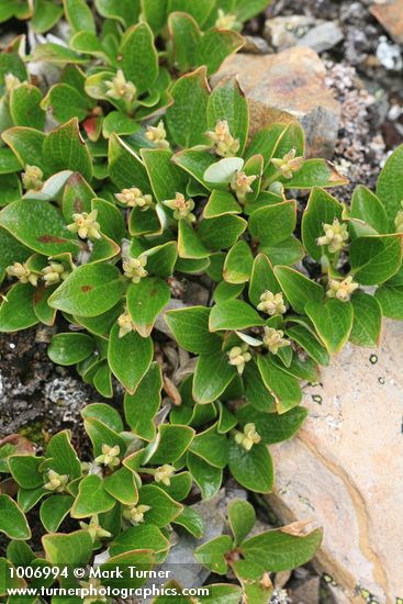 Snow Willow (female) detail