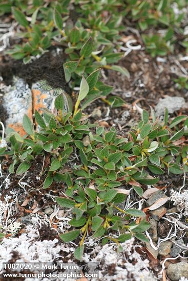 Cascade Willow foliage
