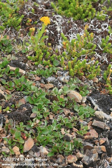 Snow Willow w/ Alpine Goldenrod, Pink Heather foliage