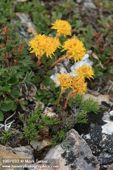 Lanceleaf Stonecrop w/ Snow Willow, Creeping Sibbaldia foliage