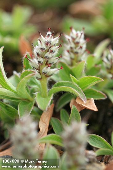 Cascade Willow (female) detail
