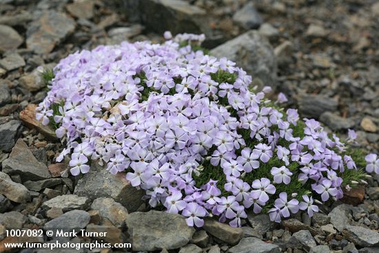 Spreading Phlox