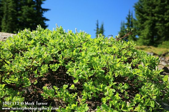 Arctic Willow (male)