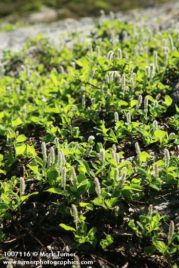 Arctic Willow (male)