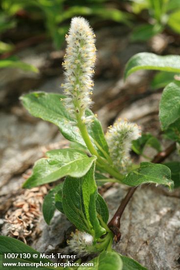 Arctic Willow (male) foliage & ament detail