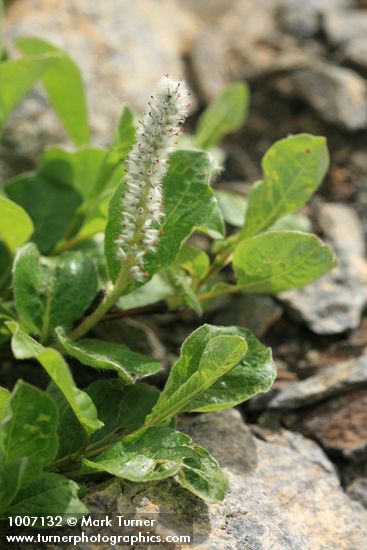 Arctic Willow (female) foliage & ament detail