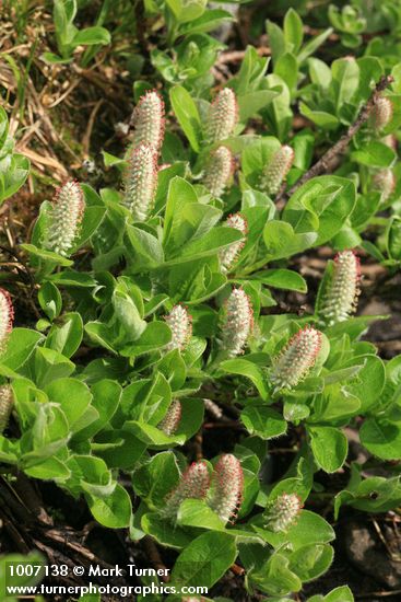 Arctic Willow (female) foliage & aments