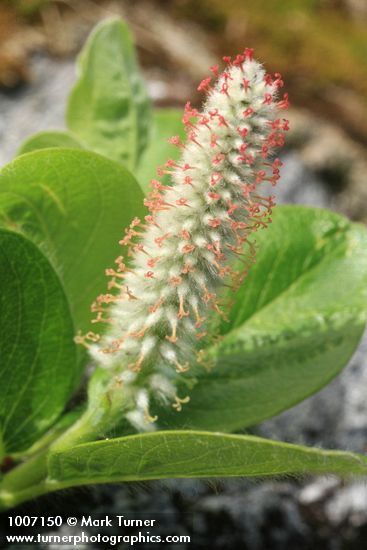 Arctic Willow (female) ament & foliage detail