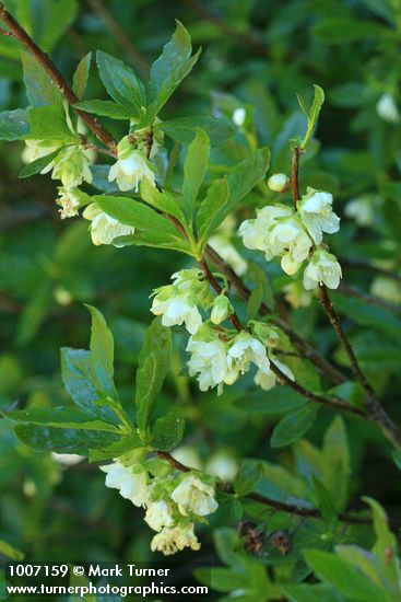 White Rhododendron blossoms & foliage